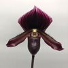 Paph. Maudiae Vinicolor ,,Schwarze Madonna